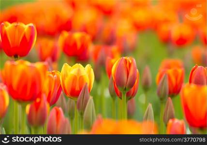 Bright Yellow Orange Tulips In A Field On A Sunny Day