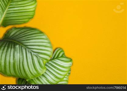 Bright yellow painted wall framed with green tropical palm leaves, sunlight with shadows patterns, summer background. retro design space for text. Bright yellow painted wall framed with green tropical palm leaves, sunlight with shadows patterns, summer background. retro design