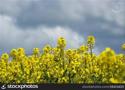 Bright yellow rapeseed flowers