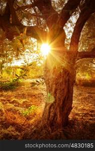 Bright yellow sun beam through olive tree branch, agricultural garden, olive oil industry, autumnal nature, harvest season, farming concept&#xA;