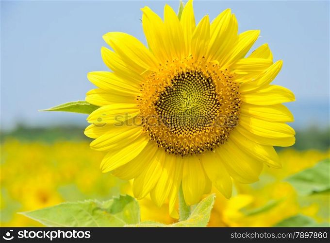 Bright yellow sunflower
