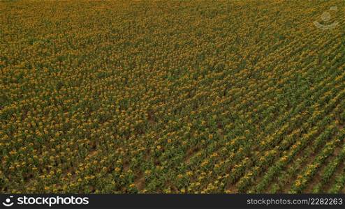 Bright yellow sunflower field in sunlight. Location place of Ukraine, Europe. Photo of ecology concept. Perfect natural wallpaper. Textural image of drone photography. Discover the beauty of earth.. Bright yellow sunflower field in sunlight. Location place of Ukraine, Europe. Photo of ecology concept. Perfect natural wallpaper. Textural image of drone photography. Discover the beauty of earth
