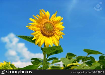 Bright yellow sunflower flower on azure sky background.