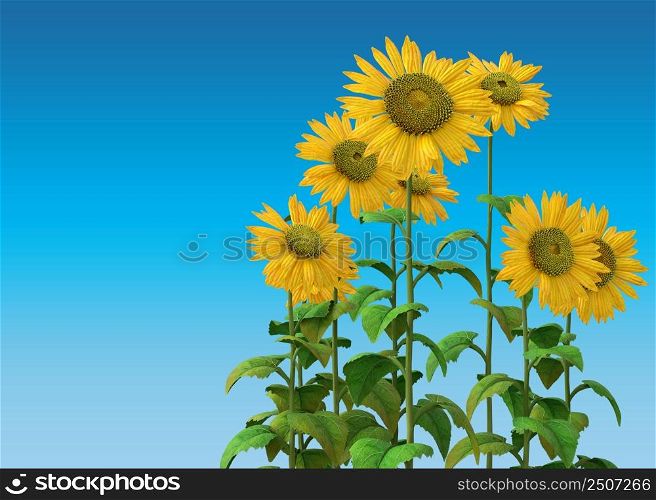 Bright yellow sunflowers over blue background, 3D Illustration.