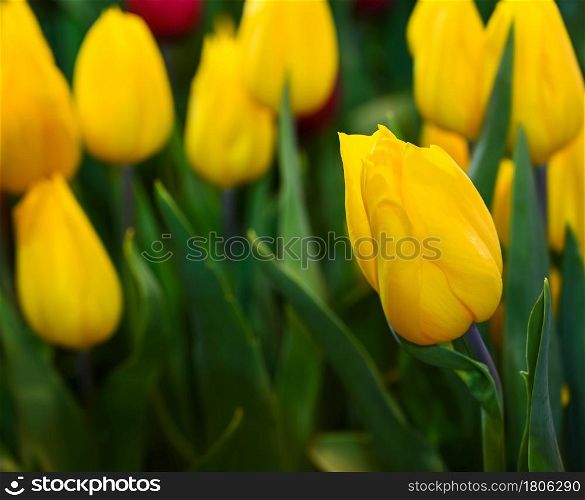 Bright yellow tulips. Beautiful spring and summer flowers background