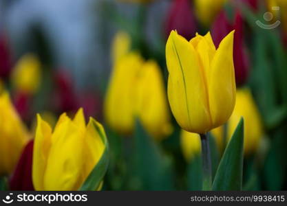 Bright yellow tulips flower  on blurred colorful flower garden background