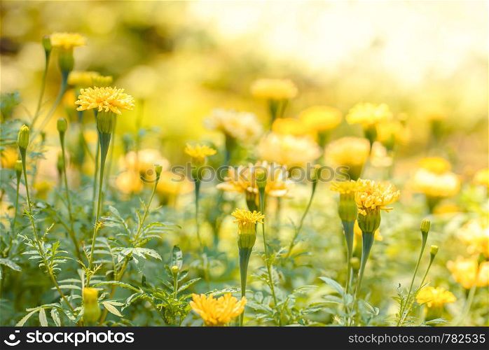 Bright yellow wild flowers under the midday sun with a sunny bokeh. Bright yellow wild flowers under the midday sun with a bokeh