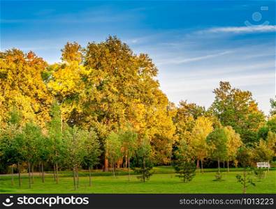 Bright yellowing tree crowns on a sunny autumn day. Bright trees in the autumn park