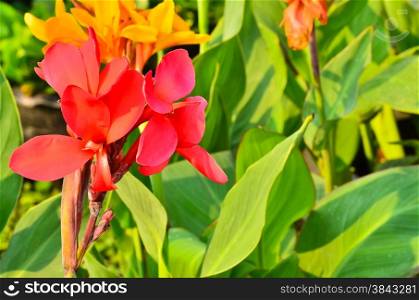 Brightly canna lily flowers