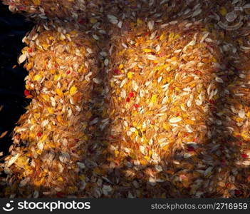 Brightly colored autumn leaves in a shallow river with rocks