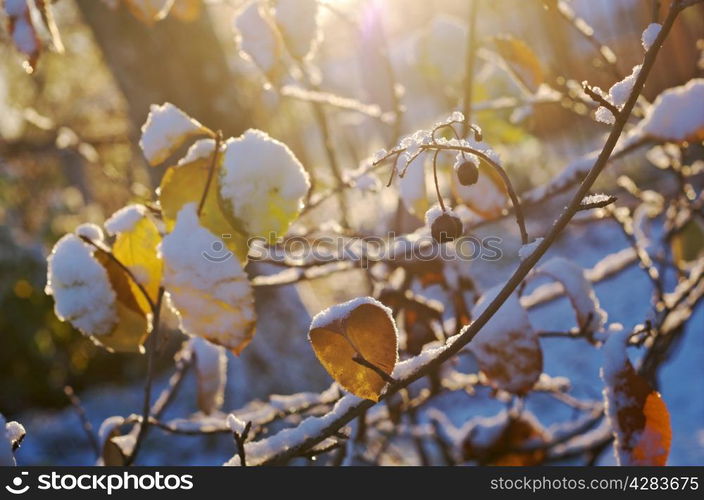 Brightly colored autumn leaves with dusting of frost.