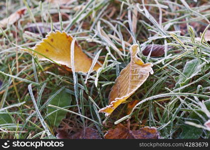 Brightly colored autumn leaves with dusting of frost.