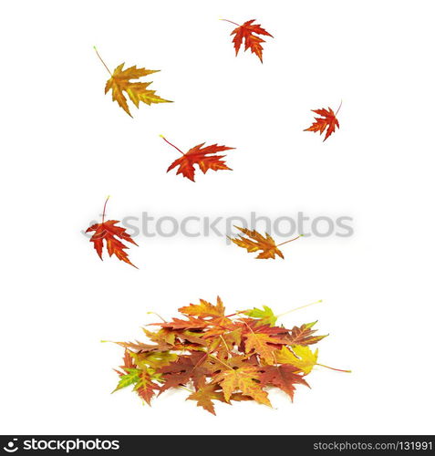 Brightly colored falling leaves isolated on white background