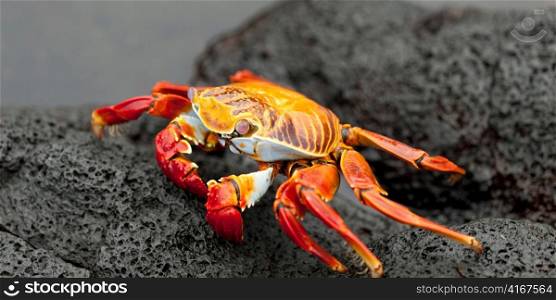 Brightly colored Sally Lightfoot crab (Grapsus grapsus) on a rock at the coast, Puerto Egas, Santiago Island, Galapagos Islands, Ecuador