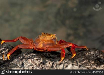 Brightly colored Sally Lightfoot crab (Grapsus grapsus) on rocky beach, Punta Espinoza, Galapagos Islands, Ecuador
