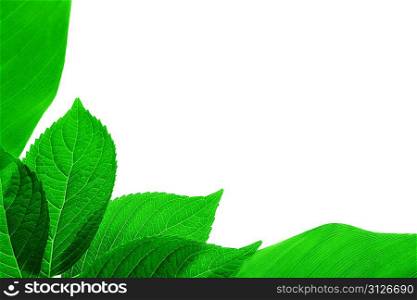 Brightly green leaves on white background
