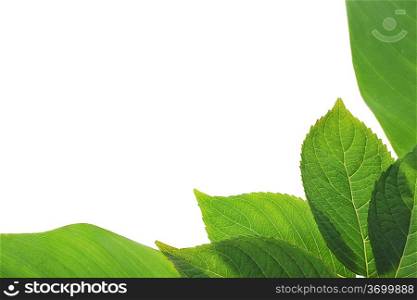 Brightly green leaves on white background