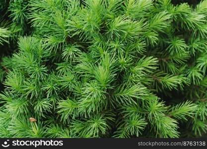Brightly green prickly branches of a fur-tree or pine. Green coniferous tree in the shape of a pyramid