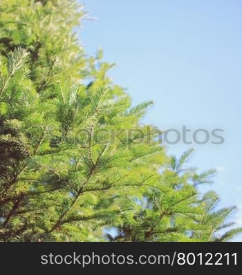 Brightly green prickly branches of a fur tree or pine with blue sky&#xD;