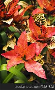 Brightly multicolored leaves of croton plant.