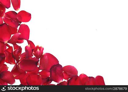 brightly red petals on white background