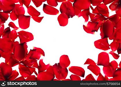 brightly red petals on white background as frame