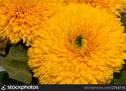 Brightly yellow dense flower. A textural inflorescence