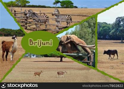 Brijuni national park safari collage, Isria, Croatia