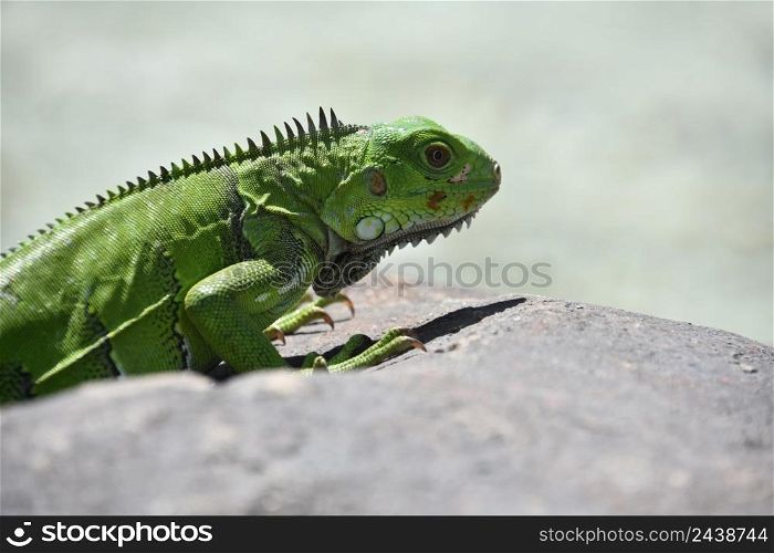Brilliant bright green iguana climbing over a large rock in Aruba.