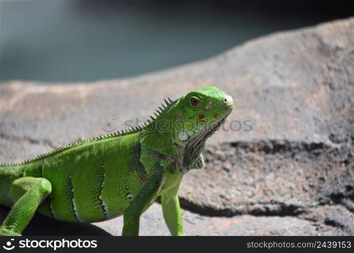 Brilliant bright green iguana in the sun on a rock.