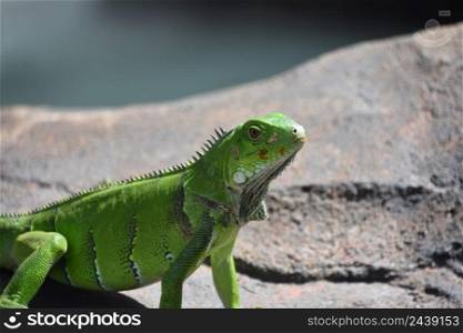 Brilliant bright green iguana in the sun on a rock.