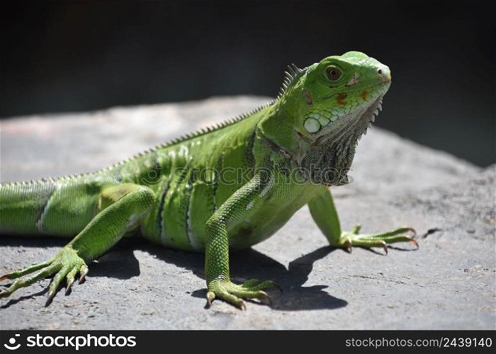 Brilliant bright green iguana lizard posing on a rock in the Caribbean.