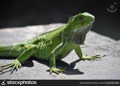 Brilliant bright green iguana lizard posing on a rock in the Caribbean.