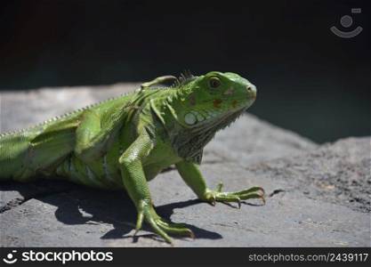 Brilliant green iguana with his back leg raised and using it to scratch an itch.