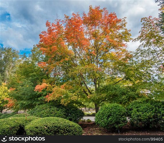 Brilliant orange leaves indicate that autumn has begun. Photo taken at Coulon Park in Reonton, Washington.