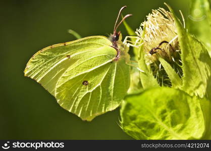 brimstone butterfly, Gonepteryx rhamni