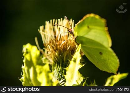 brimstone butterfly on a cabbage thistle flower