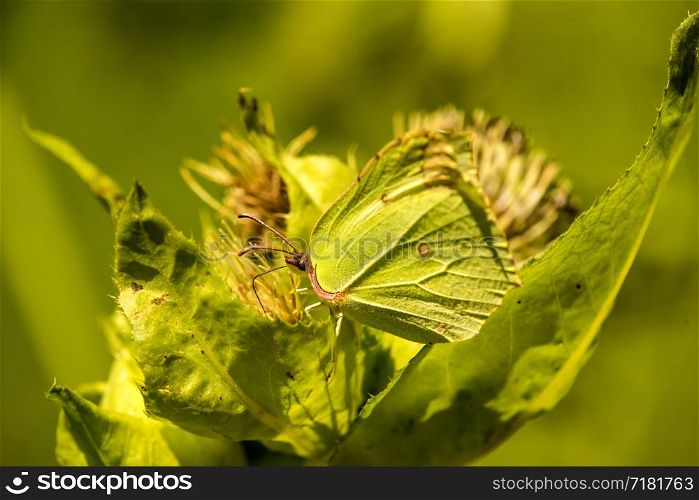 brimstone butterfly on a thistle flower