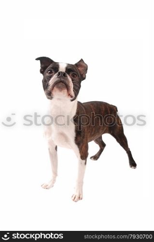 Brindle Boston Terrier dog standing and looking up on a white background