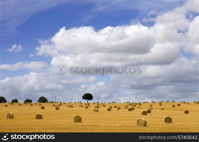 Briquettes of dry hay in a field in the north of France