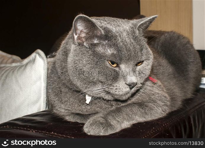 British Blue Shorthair cat lying on top of leather couch