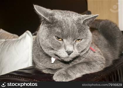 British Blue Shorthair cat lying on top of leather couch