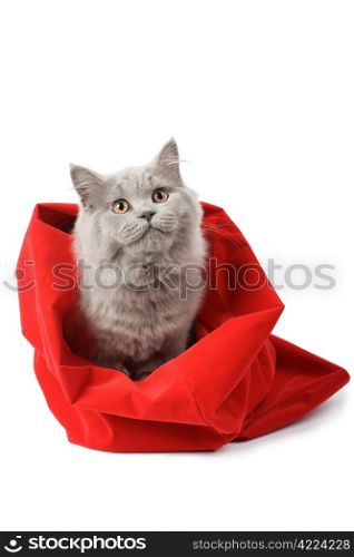 british cat in red sack isolated