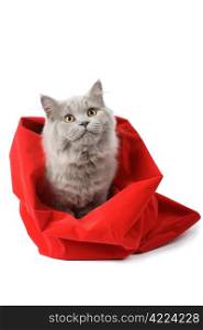 british cat in red sack isolated