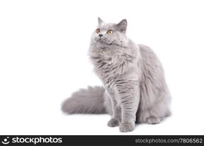 british cat looking up isolated