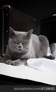 British cat lying on floor near the suitcase