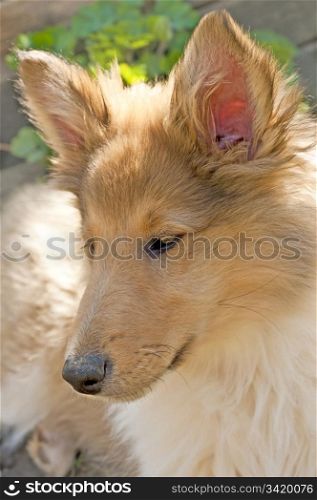 british collie puppy. collie whelp