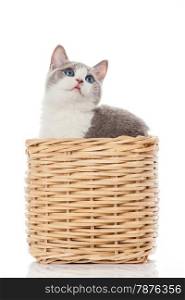 British kitten in box. cute kitten on white background
