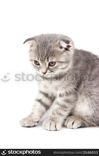 British kitten isolated on white background