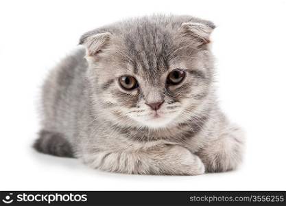 British kitten isolated on white background